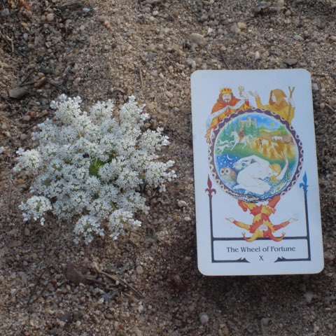 Wheel of Fortune tarot card, photographed outdoors
