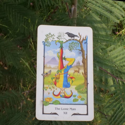 The Hanged Man tarot card, photographed outdoors