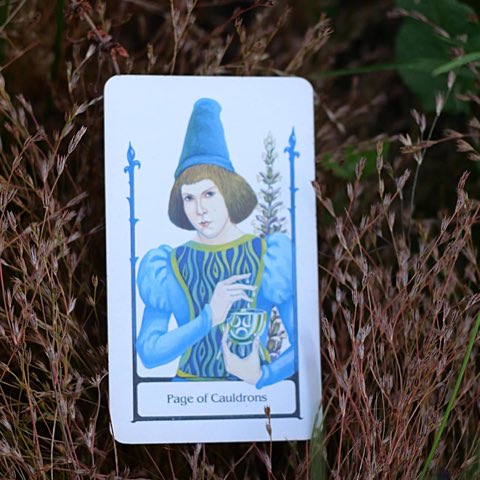 Page of Cups tarot card, photographed outdoors