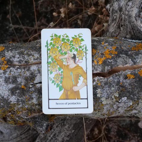 Seven of Pentacles tarot card, photographed outdoors